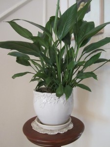 peace lily