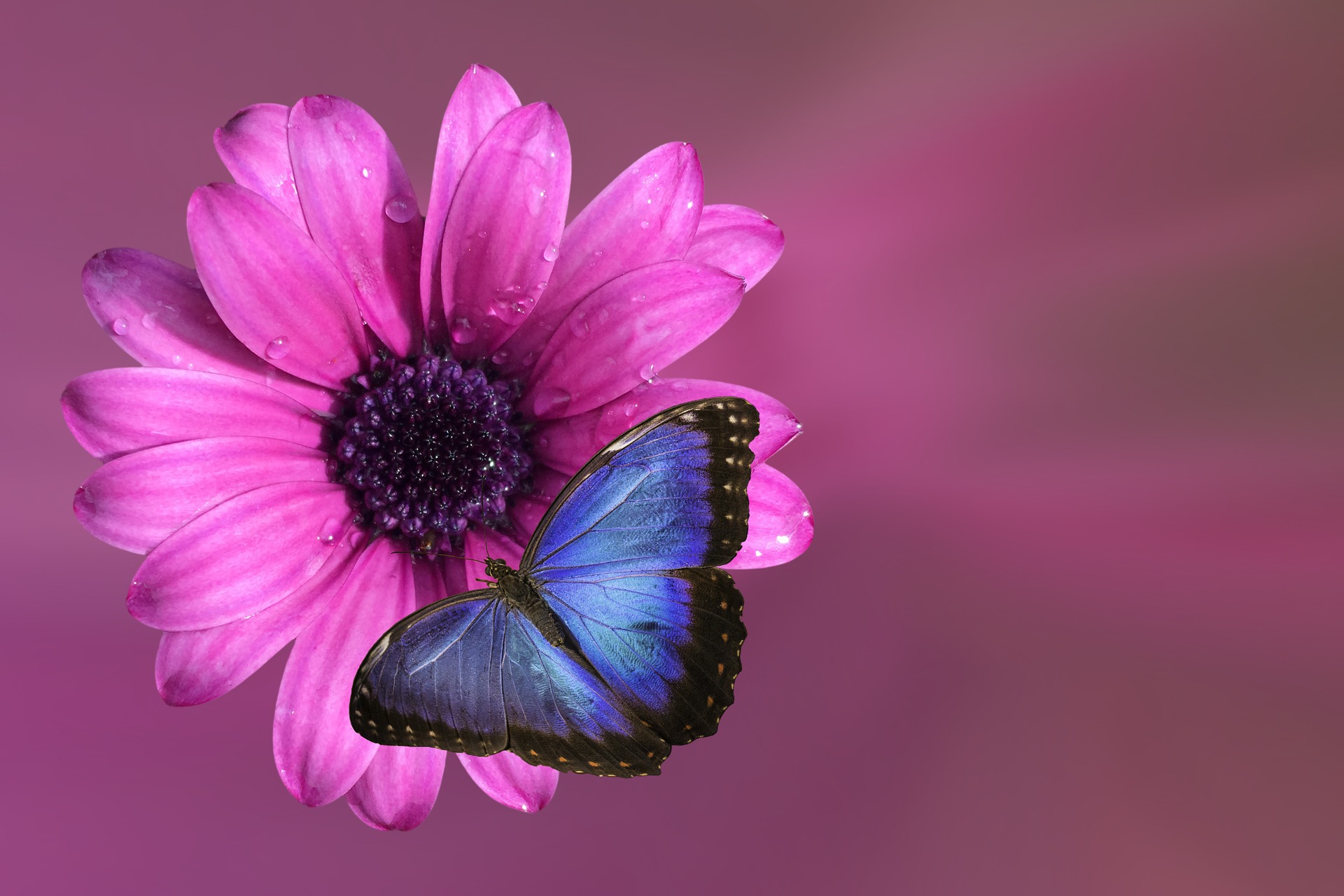 Lavender and Pink Crayons, Pink Poppy Photography is all ab…