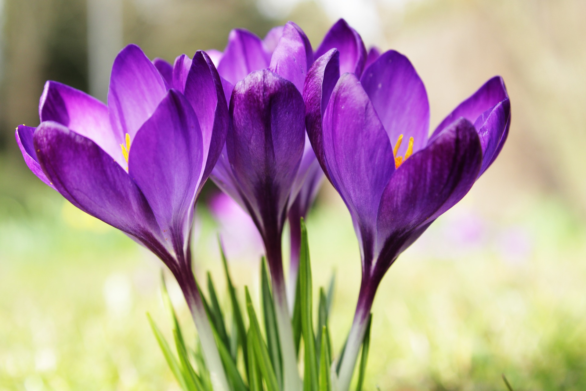 crocus-40123571920.jpg
