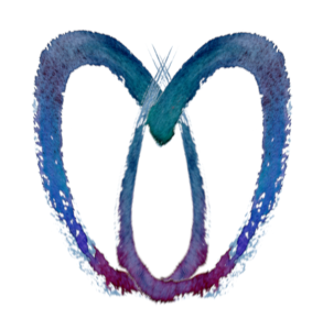 heartlogo